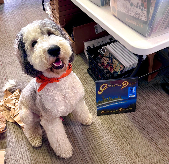 Ambrose the Record Store Dog