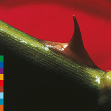 Nusrat Fateh Ali Khan - Night Song (Anniversary Edition, Green LP Vinyl) UPC: 884108019863