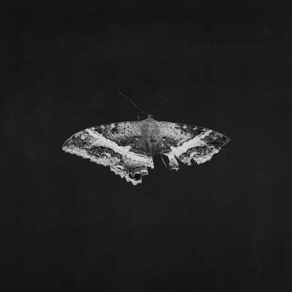 Kendrick Lamar - To Pimp A Butterfly (10 Year Anniversary Edition) (2LP Vinyl)
